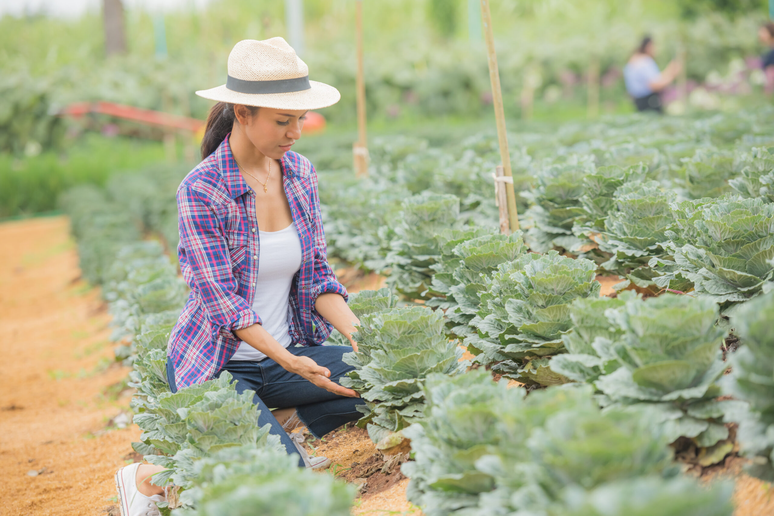 young female farmer working field checking decorative kale plants